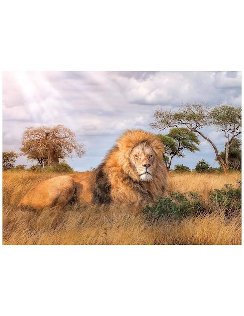 Rompecabezas Majestuoso león Clementoni 1000 piezas