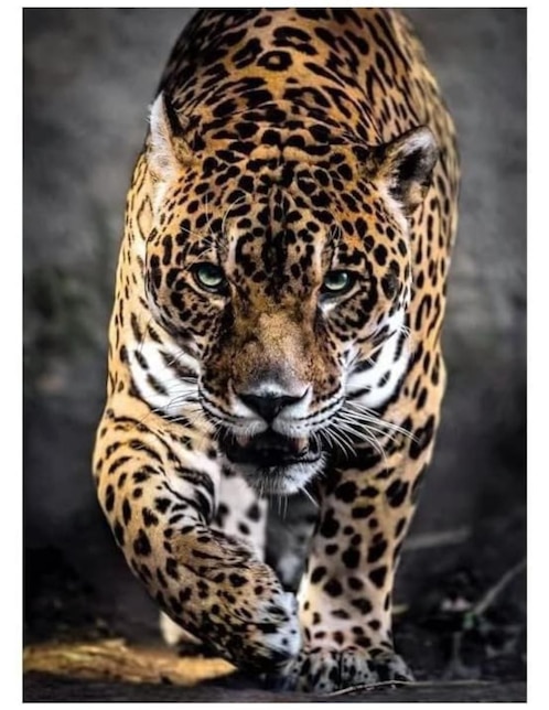 Rompecabezas Jaguar 1000 piezas Rompecabezas Jaguar 1000 piezas