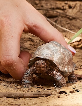 Figura de tortuga gigante Schleich