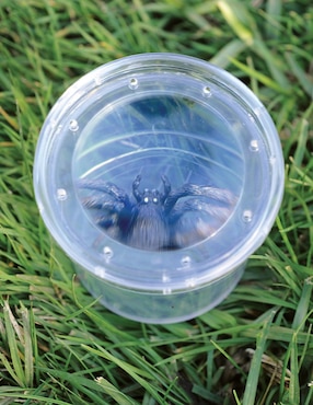 Visor de Insectos GeoSafari Educational Insights juego recreativo unisex
