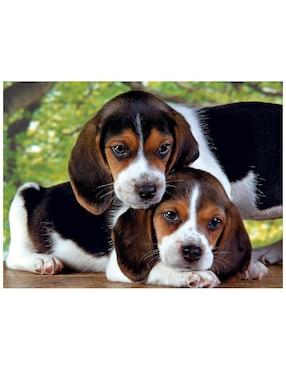 Rompecabezas Perritos Clementoni 500 piezas