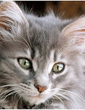 Rompecabezas Gatos y más gatos Clementoni 500 piezas
