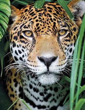 Rompecabezas Jaguar Clementoni 500 piezas