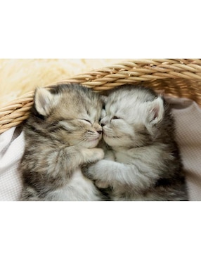 Rompecabezas Siesta de gatos Educa 500 piezas