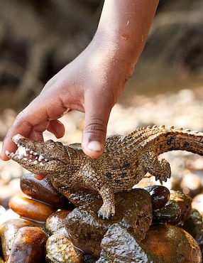 Figura de cocodrilo Schleich