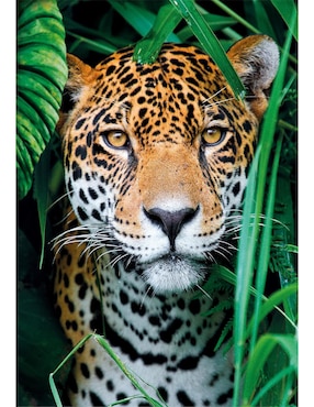 Rompecabezas Jaguar Clementoni 500 piezas