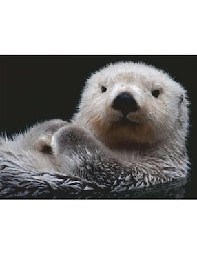 Rompecabezas Animales Adorable Nutria Ravensburger 500 piezas