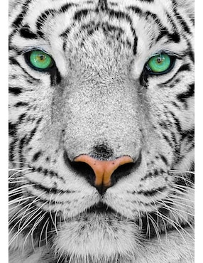 Rompecabezas Tigres blancos de bengala Tigre Blanco Siberiano Enjoy Puzzle 1000 piezas