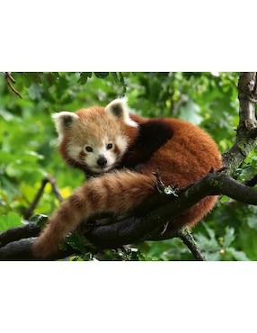 Rompecabezas Animales Panda rojo Ravensburger 500 piezas