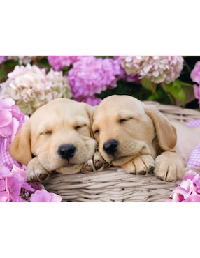 Rompecabezas Perritos Cachorritos tiernos en la cesta Ravensburger 300 piezas