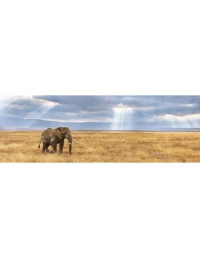 Rompecabezas Elefante perdido en la Sabana Clementoni 1000 piezas