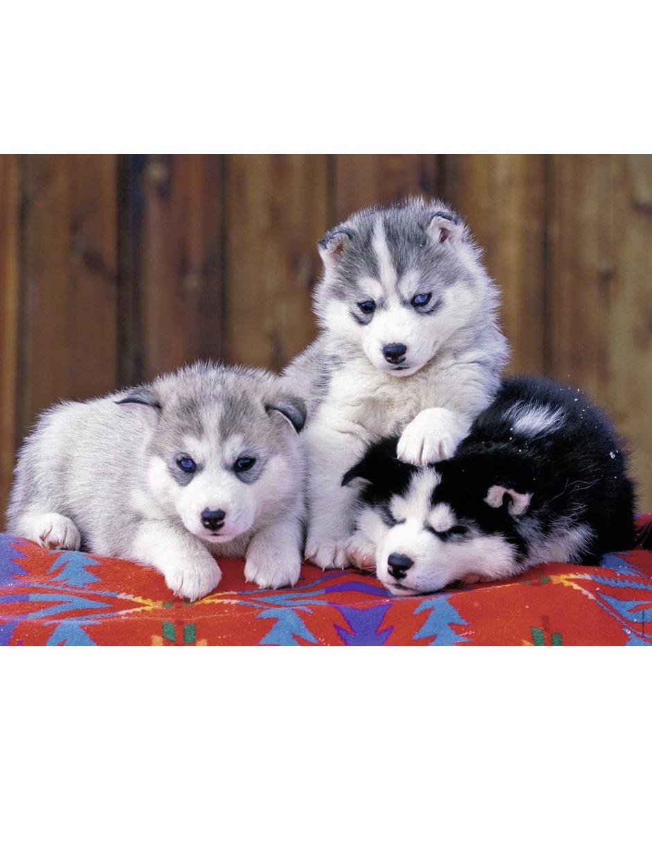 Rompecabezas Pequeños Huskies 200 piezas 2