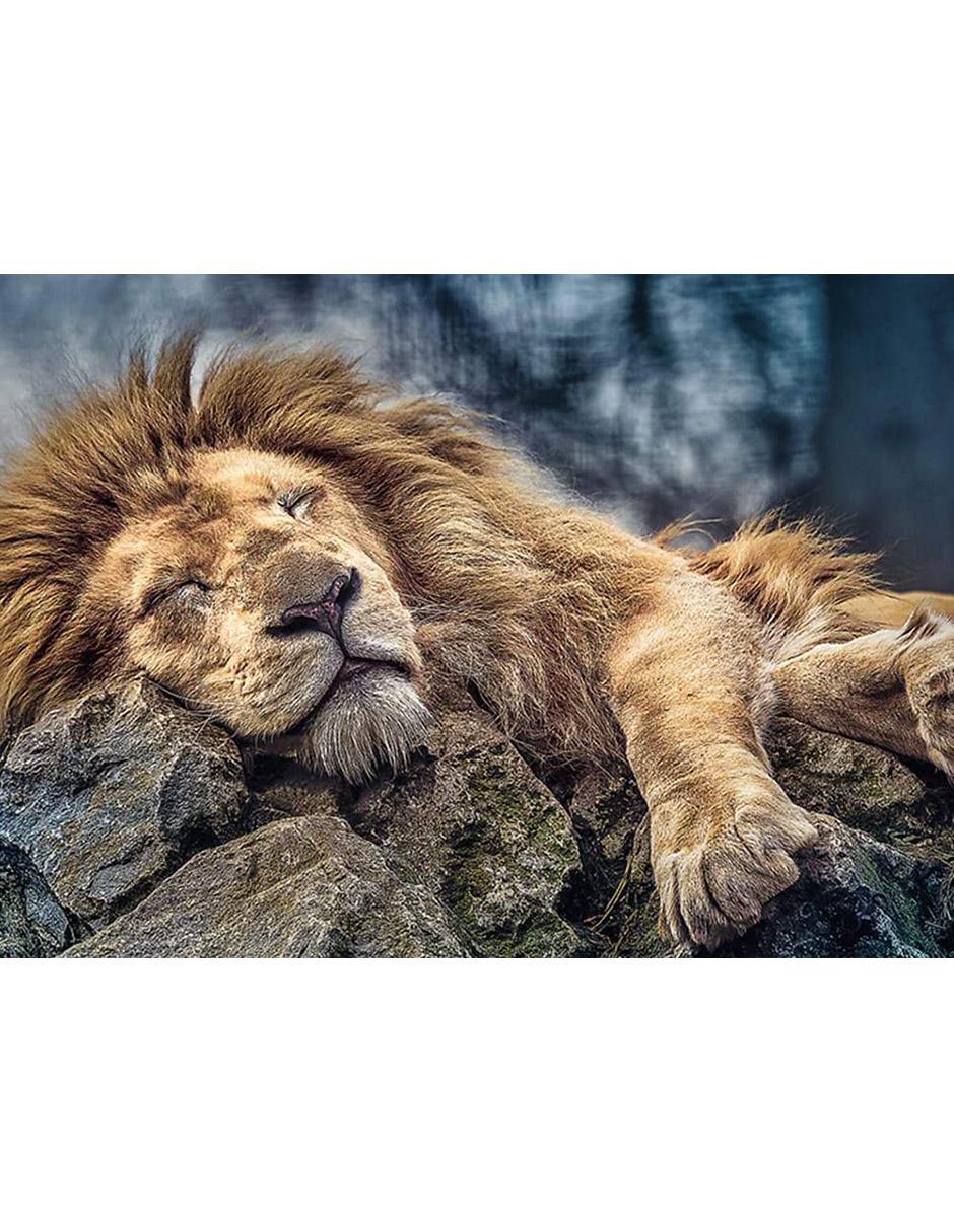 Rompecabezas Leon Durmiendo 2