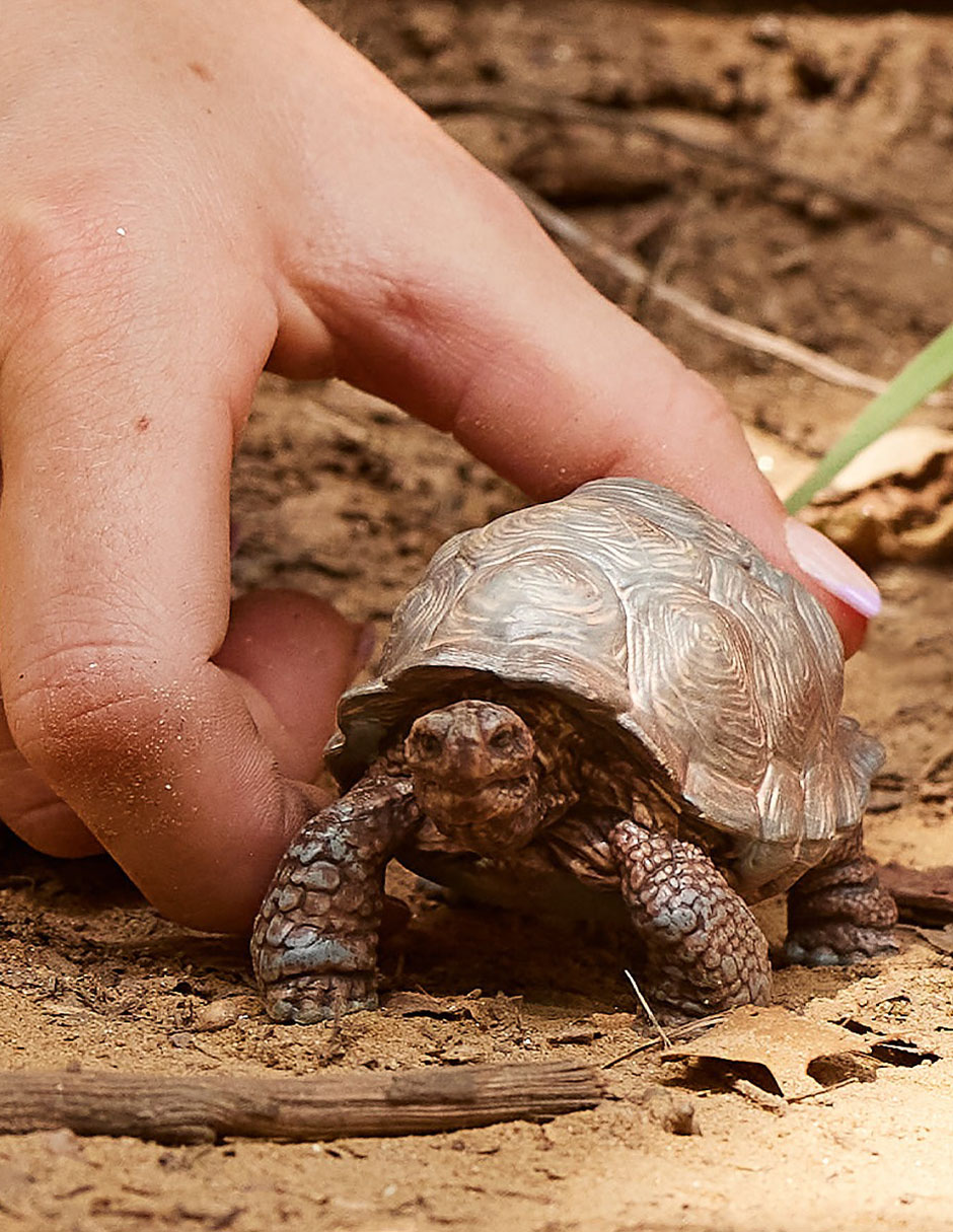 Figura de tortuga gigante 2