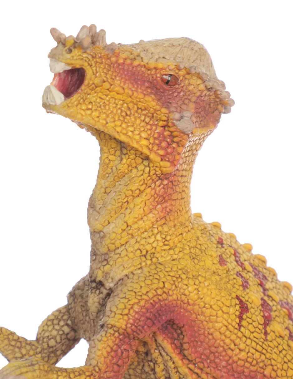 Figura de paquicefalosaurio 4