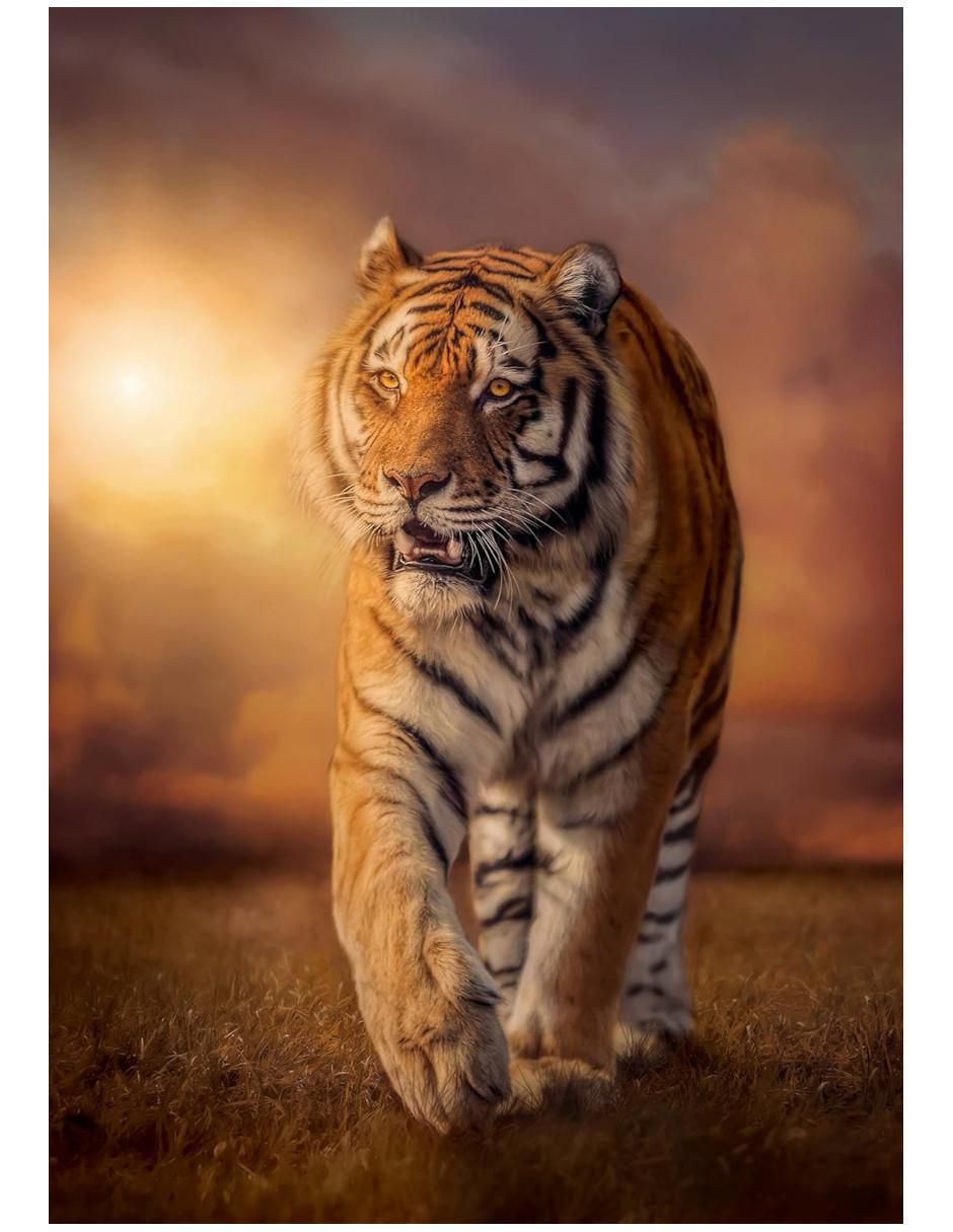 Rompecabezas Tigre 1500 piezas