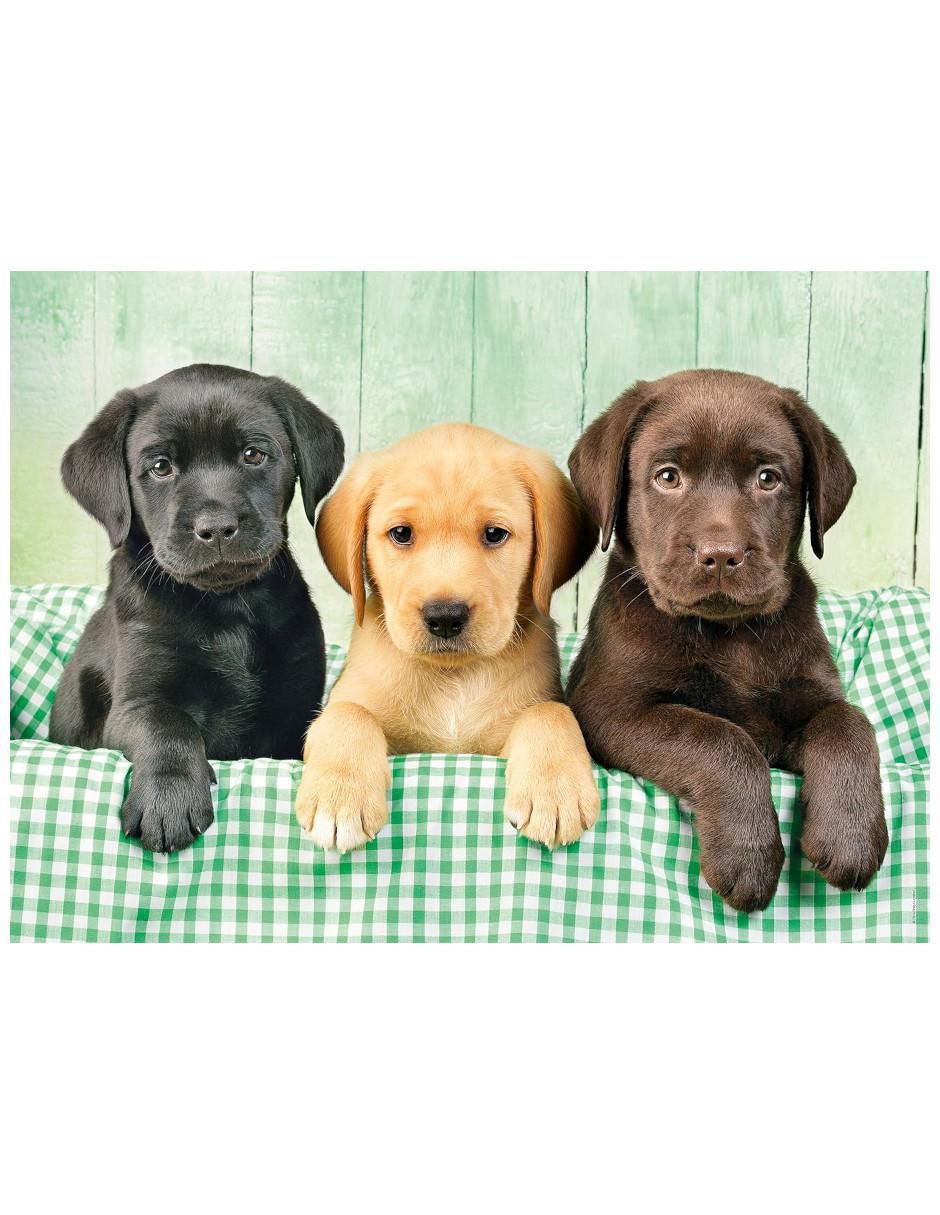 Rompecabezas Perritos 1000 piezas