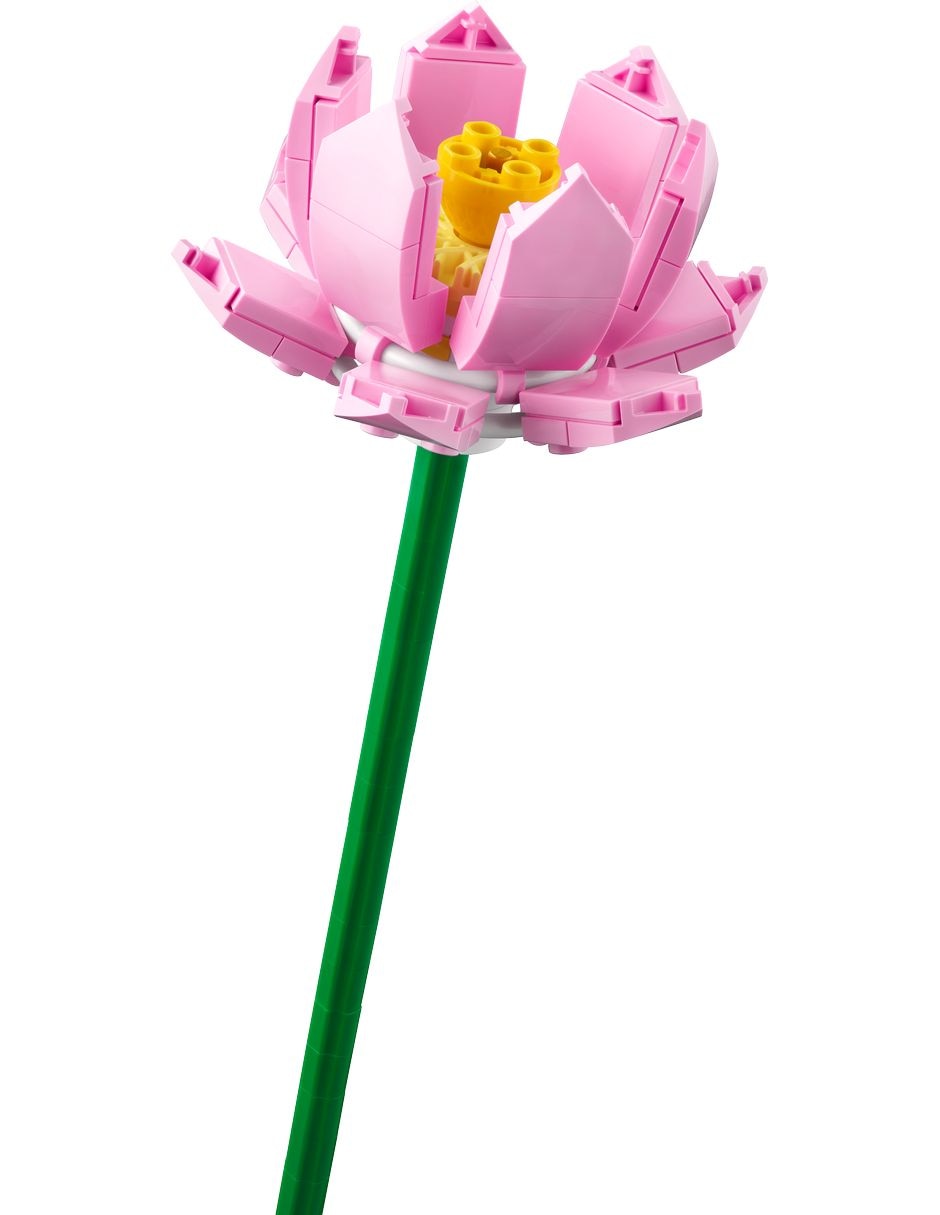 Flores de Loto 40647 Botanicals 5