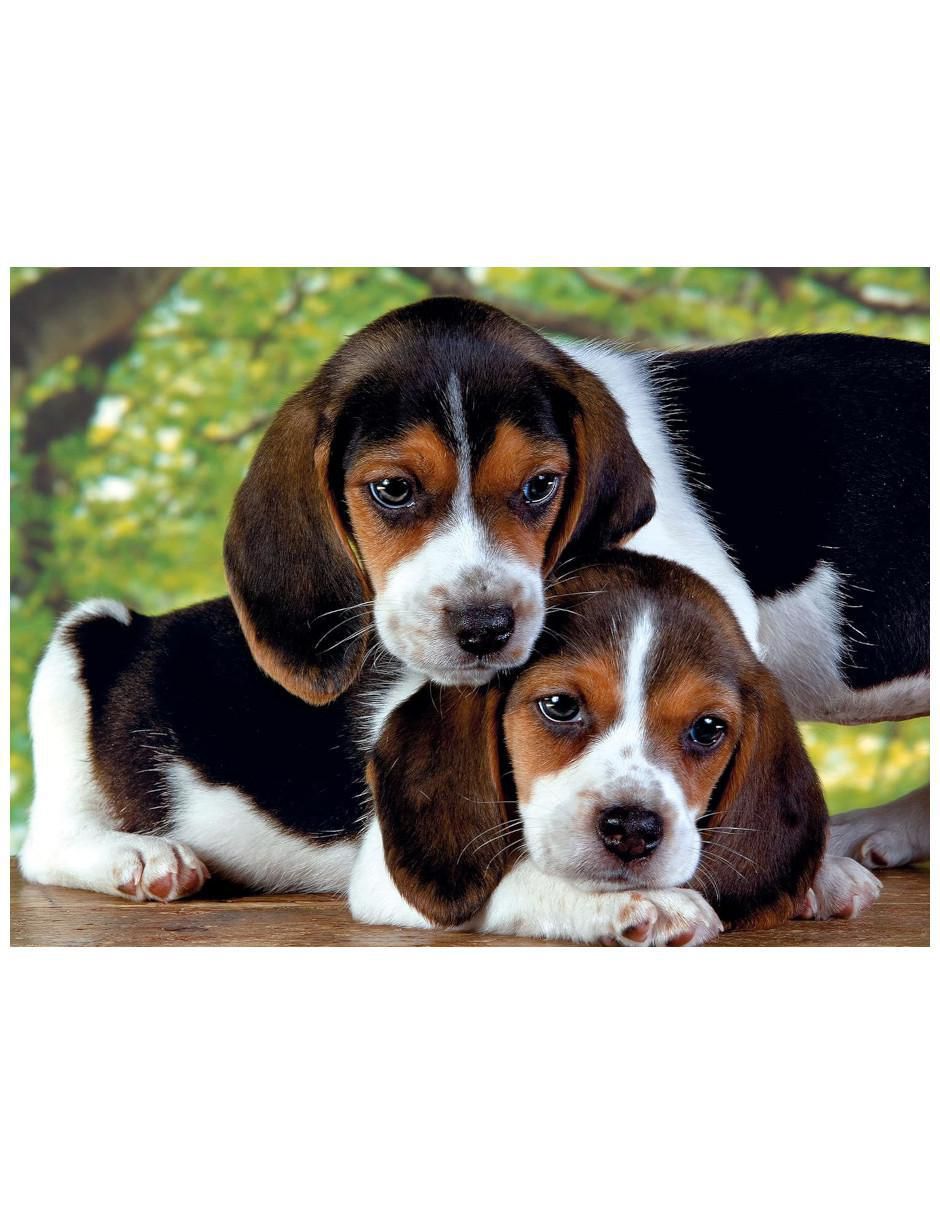 Rompecabezas Perritos 500 piezas 2