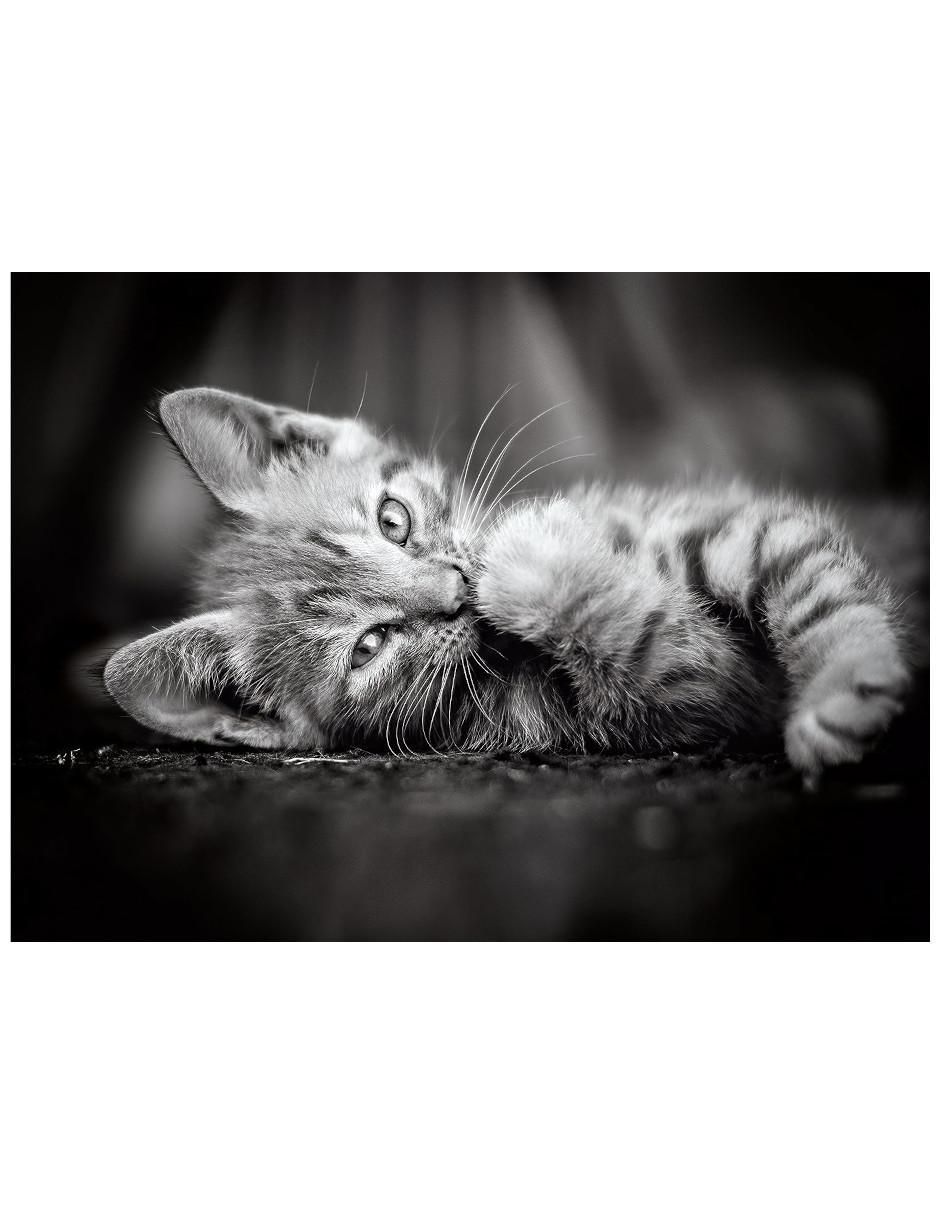 Rompecabezas Gatito 1000 piezas 1