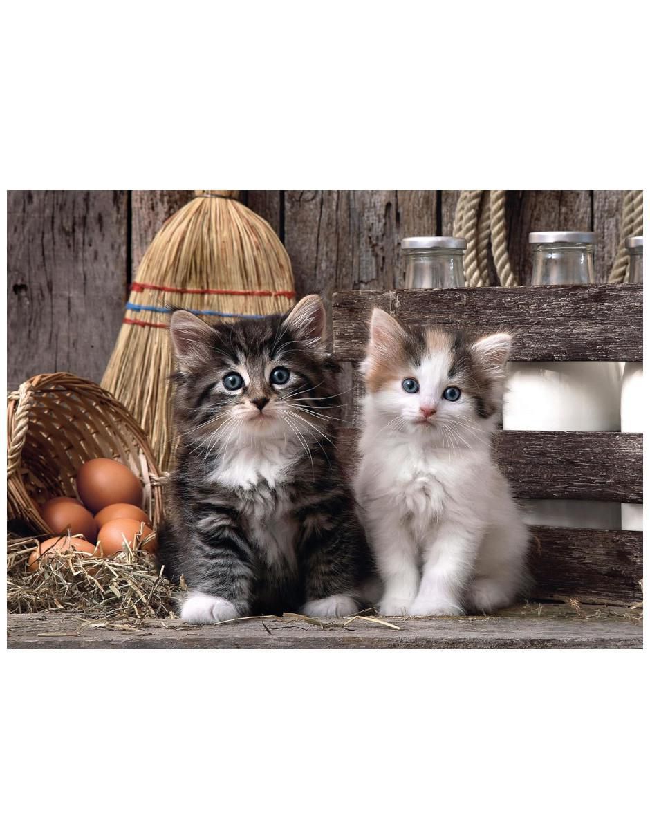 Rompecabezas Gatito 1000 piezas 3