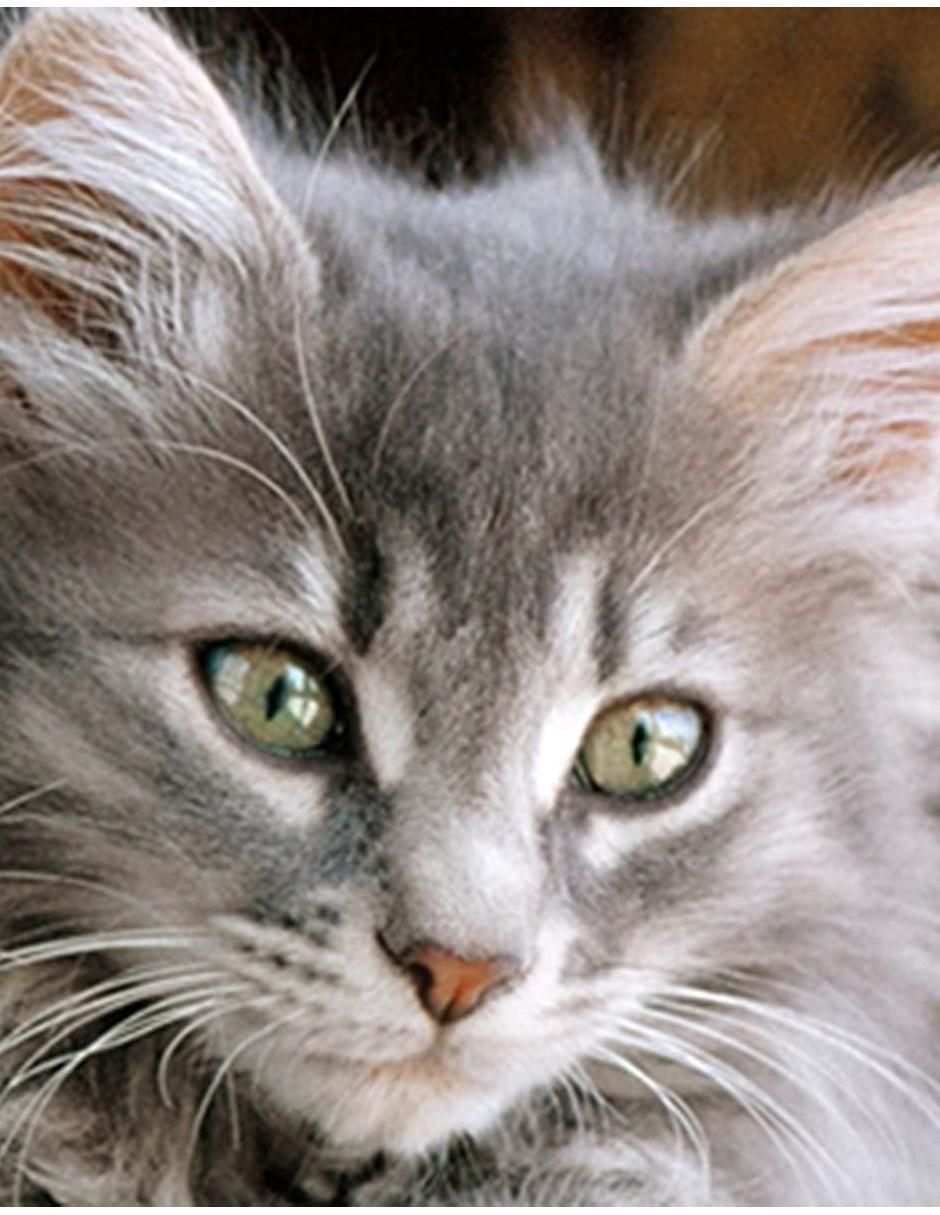 Rompecabezas Gatos y más gatos 500 piezas 2