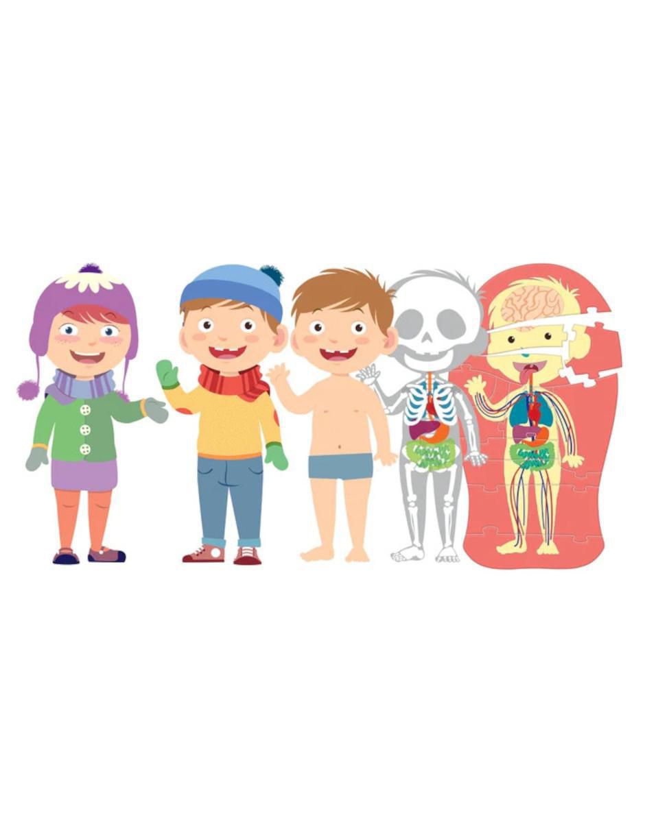 El cuerpo humano 3