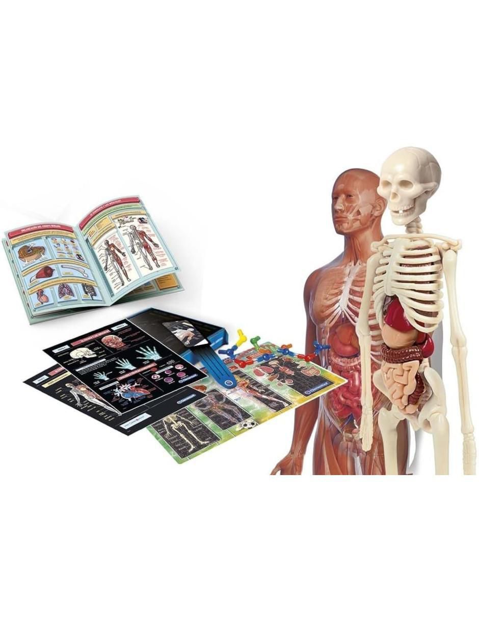 Laboratorio De Anatomía 2