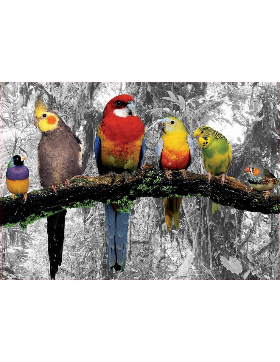 Rompecabezas Pájaros en la Jungla 500 piezas 2