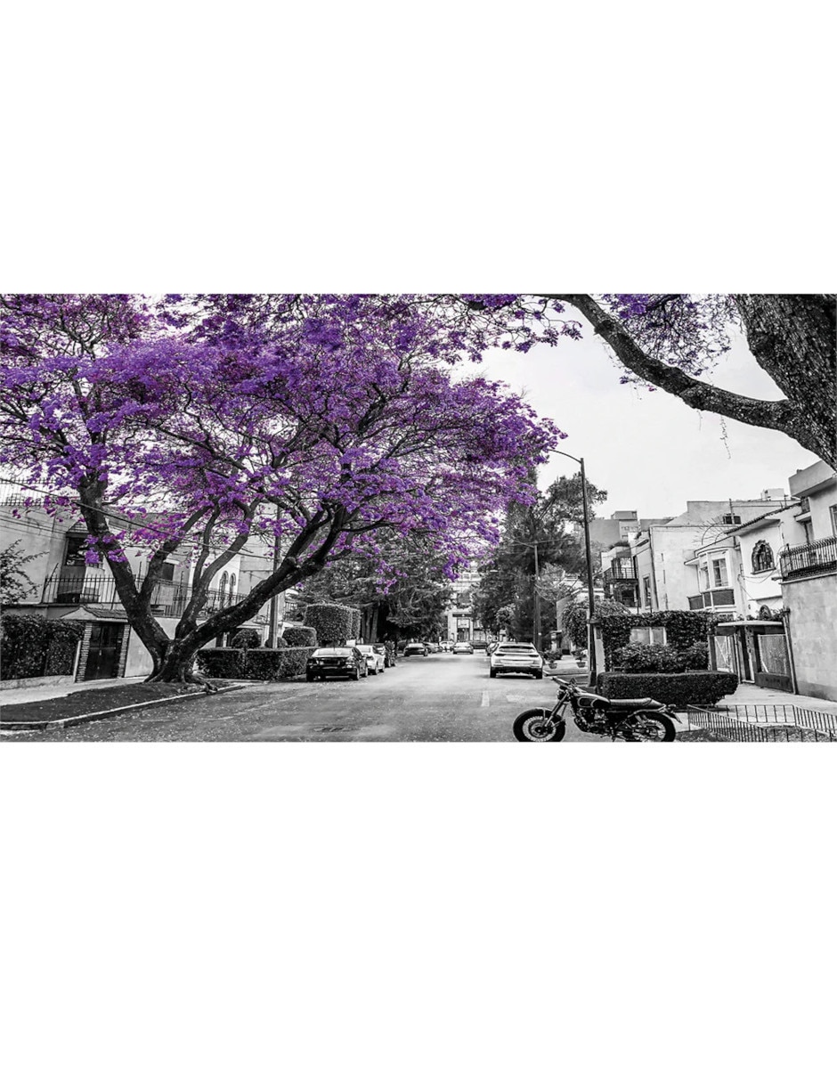 Rompecabezas Jacarandas, Ciudad De México 1000 piezas 2