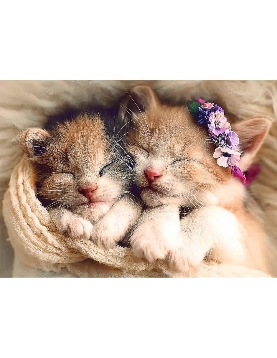 Rompecabezas Gatito 500 piezas 2