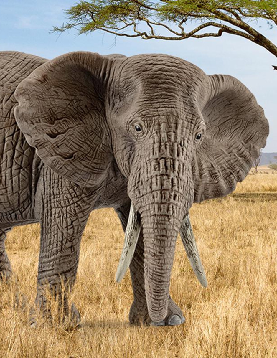 Figura de elefante 2