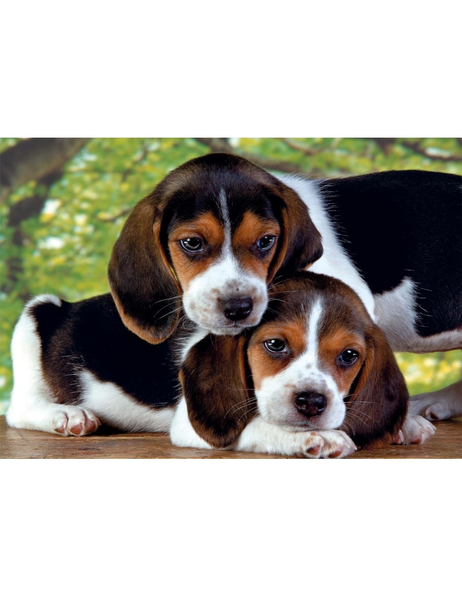 Rompecabezas Perritos 500 piezas 2