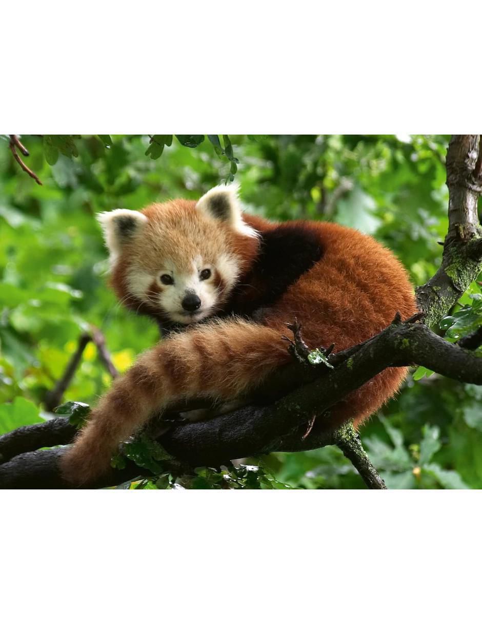 Rompecabezas Animales Panda rojo 500 piezas 2