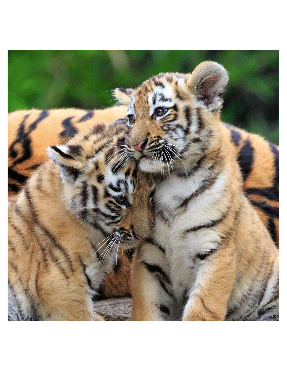 Rompecabezas Animales 147 piezas 5