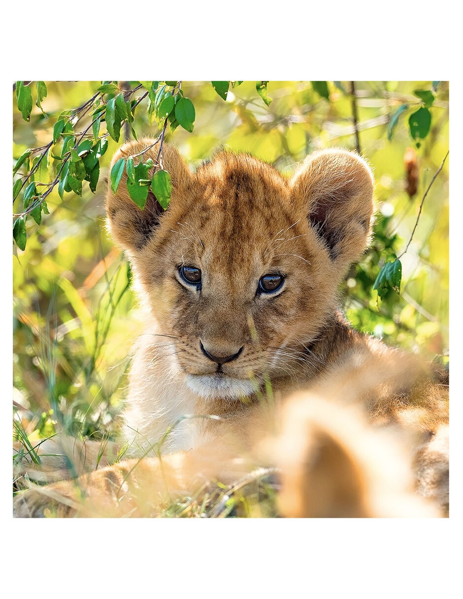 Rompecabezas Animales 147 piezas 7