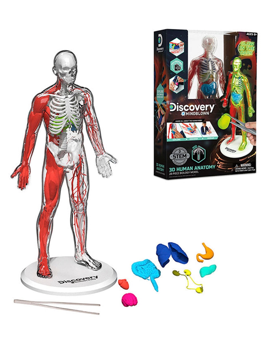 3D Human Anatomy