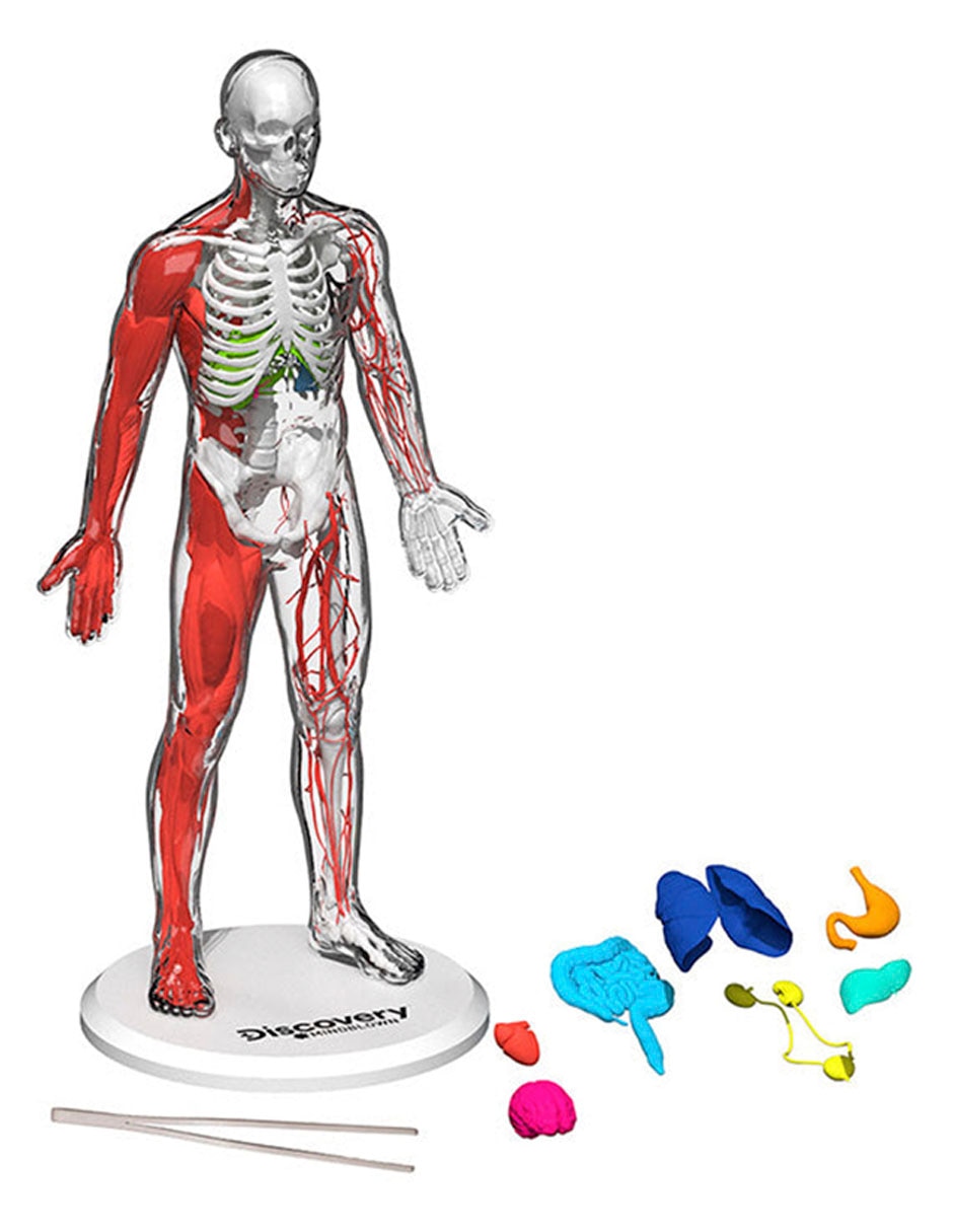 3D Human Anatomy 2