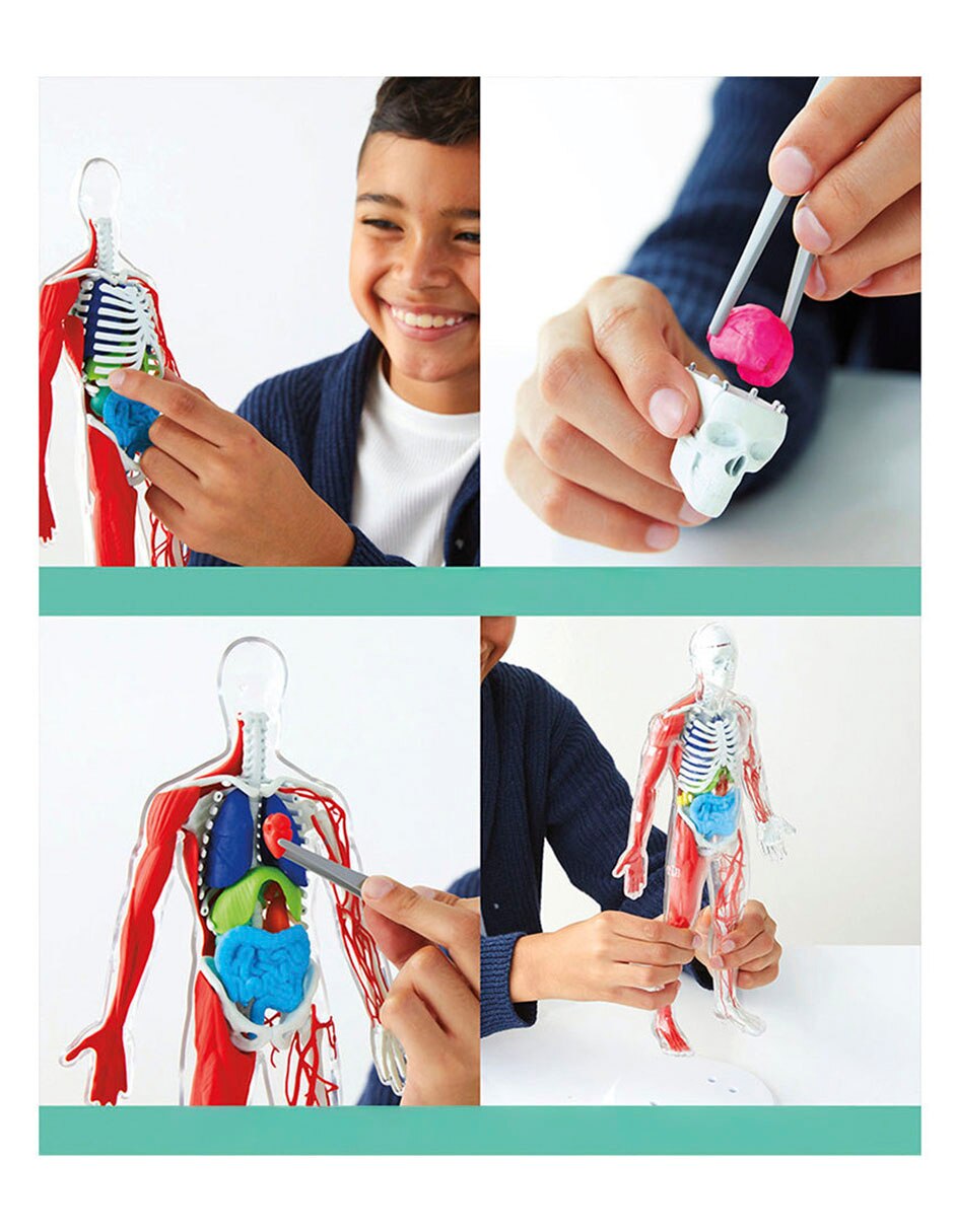 3D Human Anatomy 4