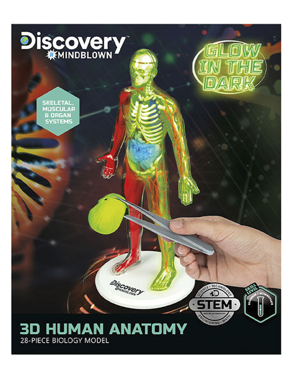 3D Human Anatomy 5
