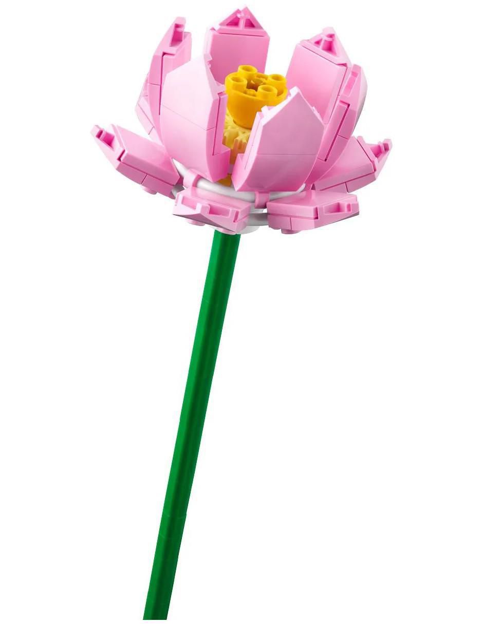 Flores Botánicas 2