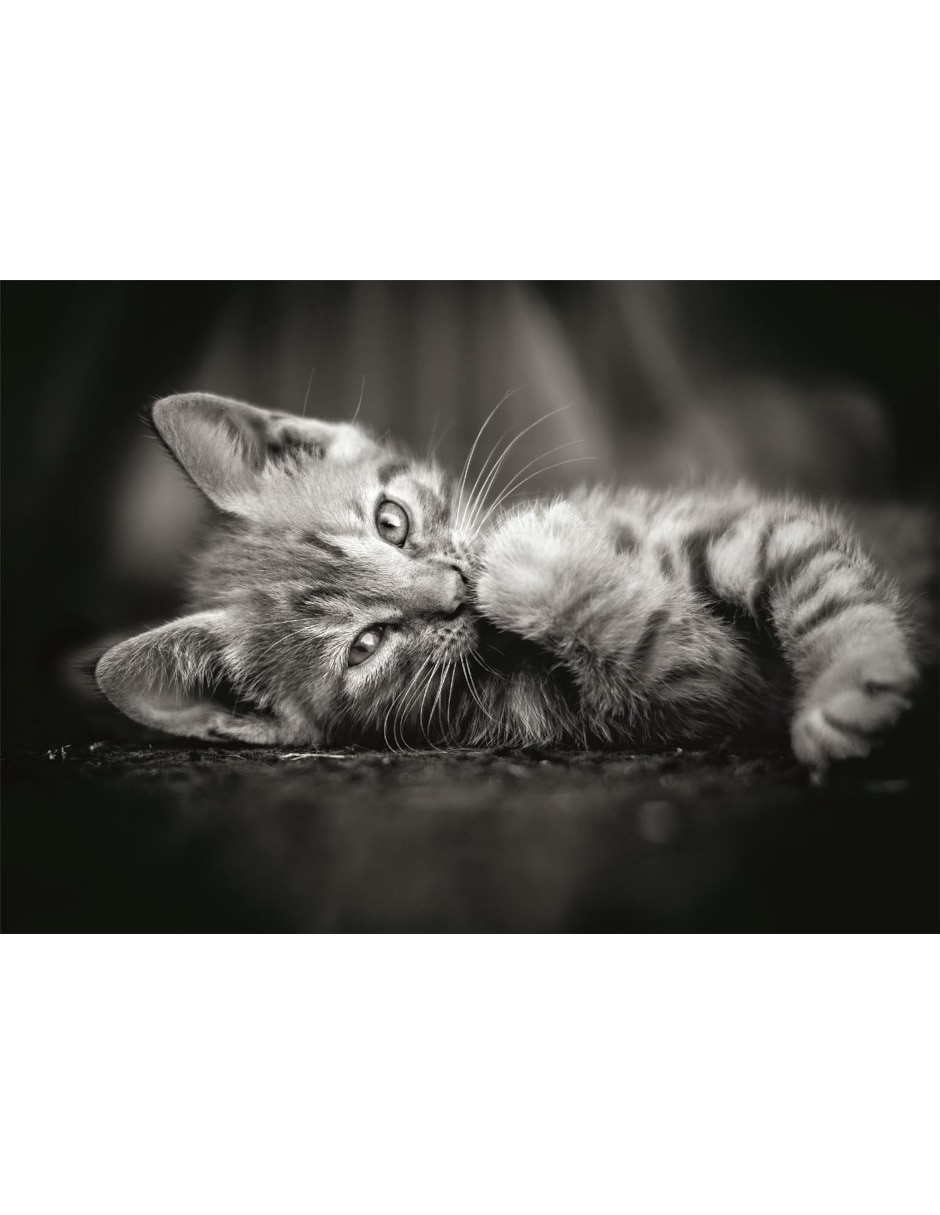 Rompecabezas Gatito Kitty (Compact Pro Ecología) 1000 piezas 2